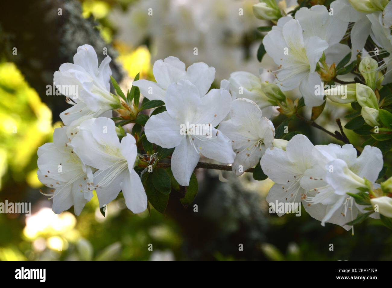 White Rhododendron `Snow Hill` (Azalea) Blumen im RHS Garden Rosemoor, Torrington, Devon, England, Großbritannien. Stockfoto